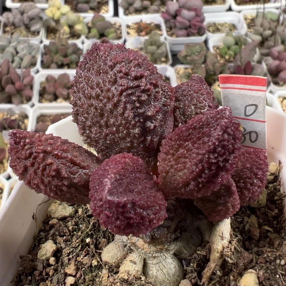 纯木质桩深紫色系满纹颗粒款实生新品