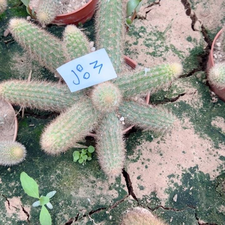 M****gJ83自根金牛小粉50