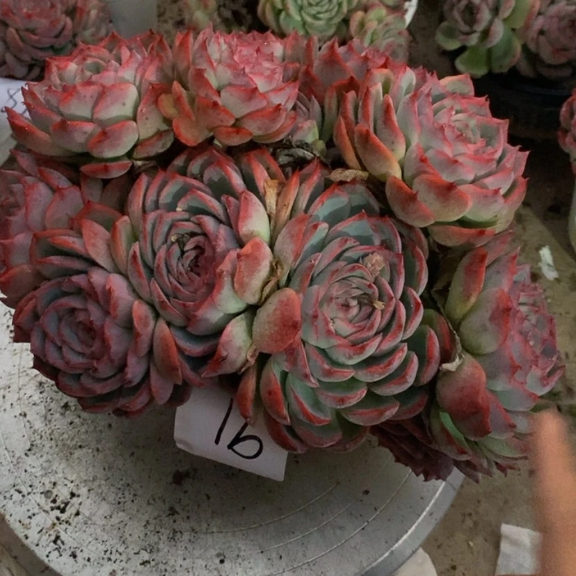 【闪购商品】执**?多肉植物