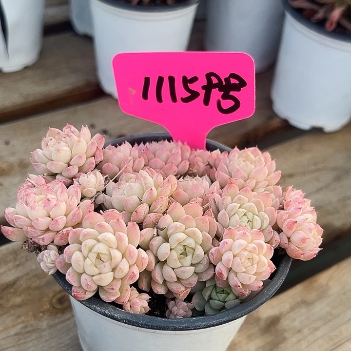 灬***℃   羊脂球。11159号