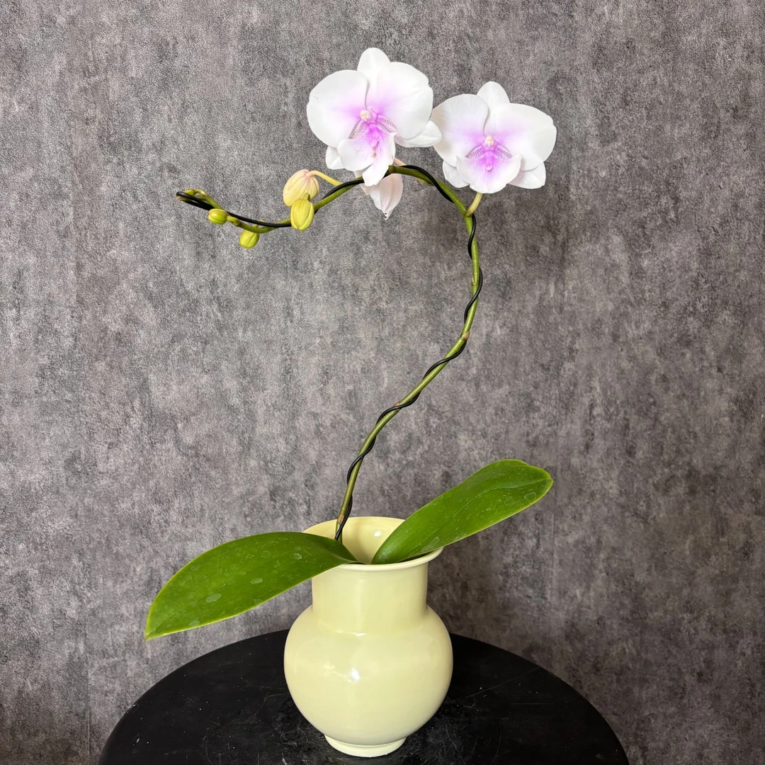 【德州姑娘-蝴蝶兰】高端鲜花 定制款 易养花期长 送礼 家居摆件