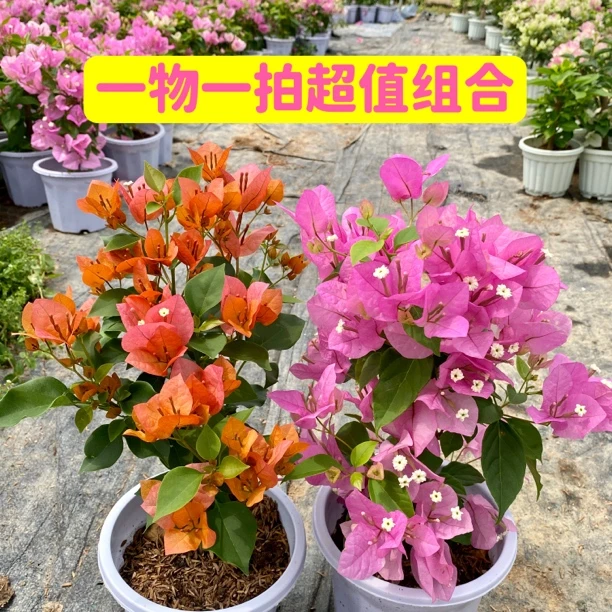 勤花三角梅一物一拍2盆福利超值组合