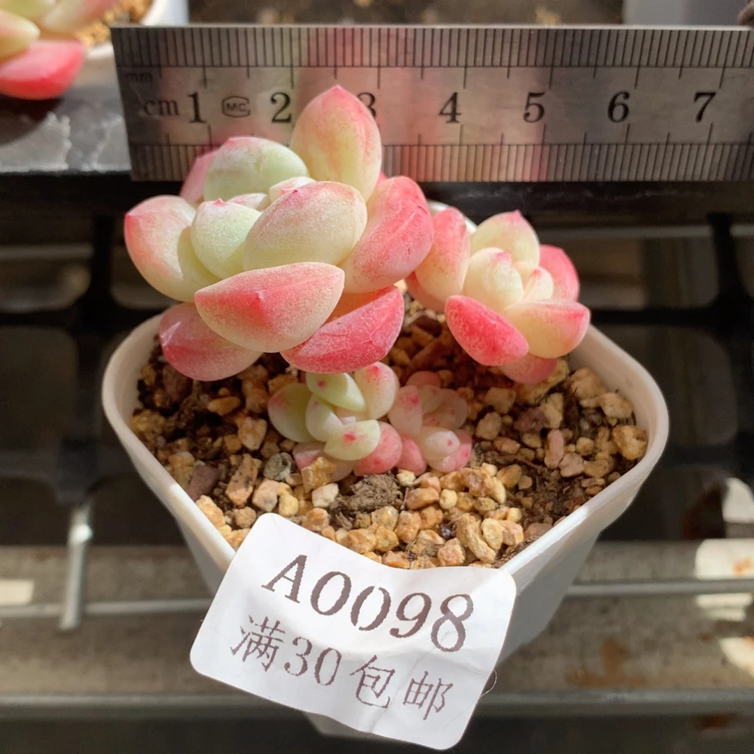 98。小脸四头带腿冰玉。
