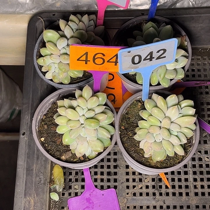 黄***姐多肉植物胖体哥特244/128/464/042