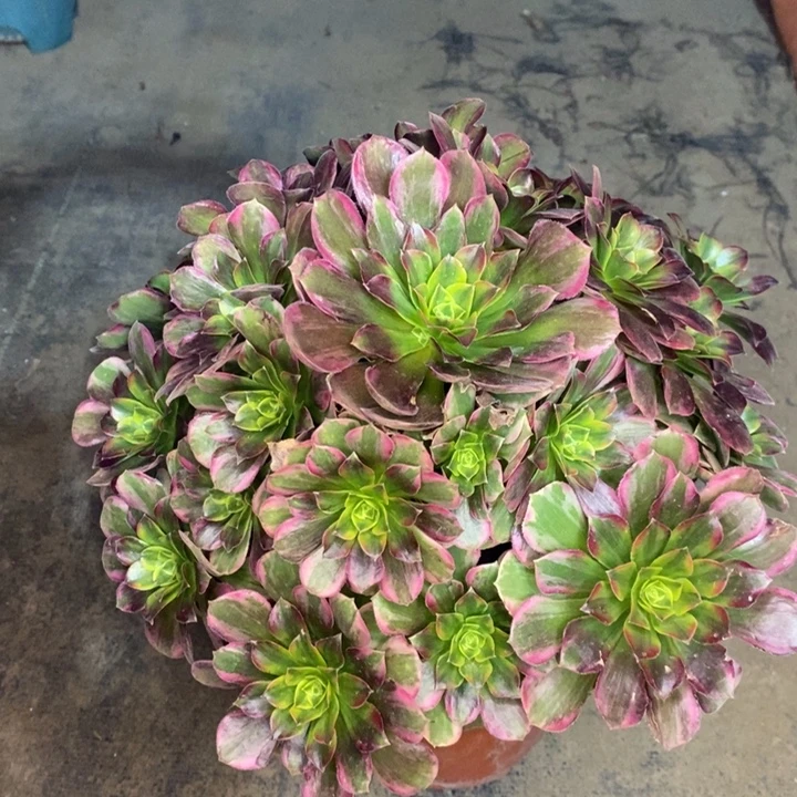 安娜多肉植物42。