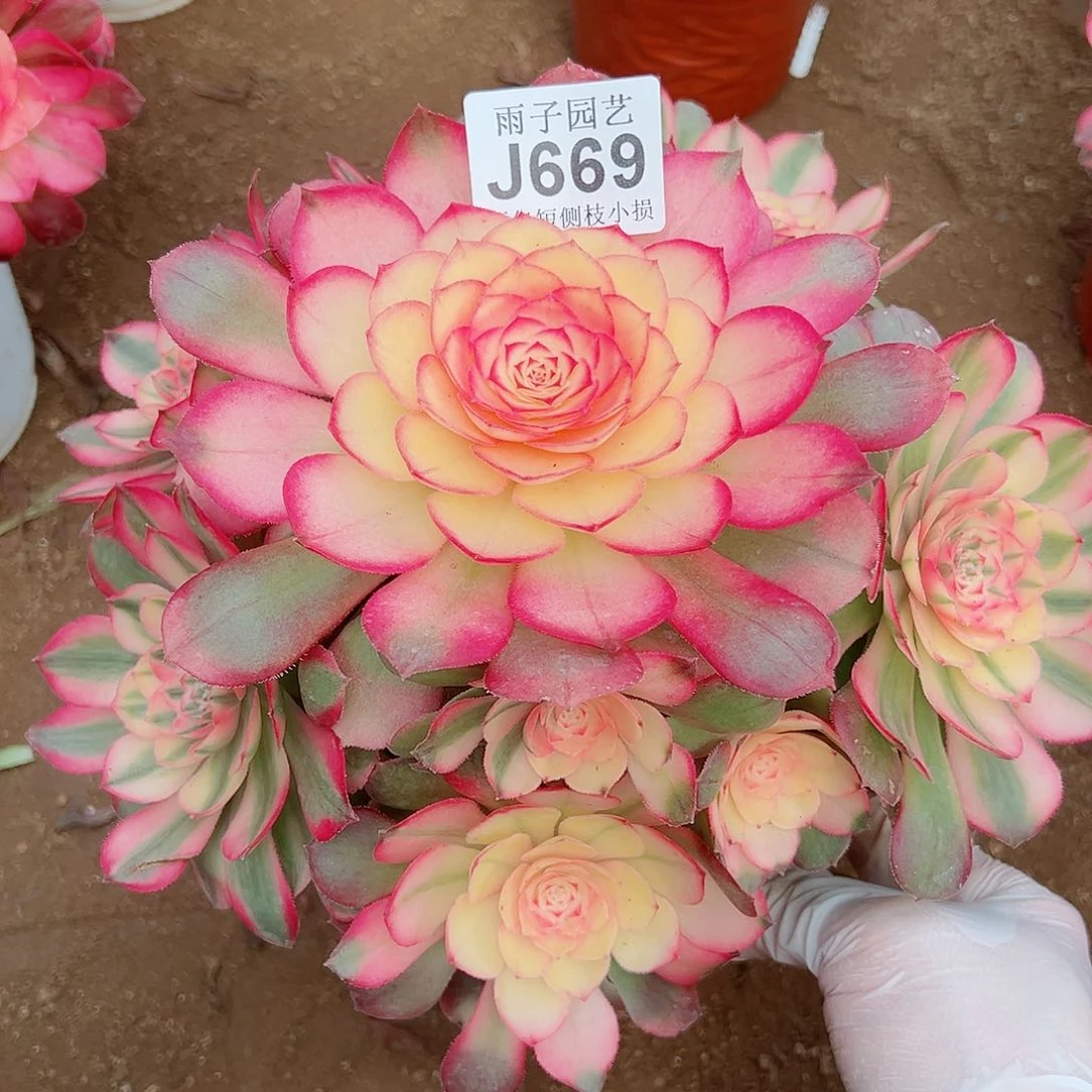 669荔枝尺寸23左右