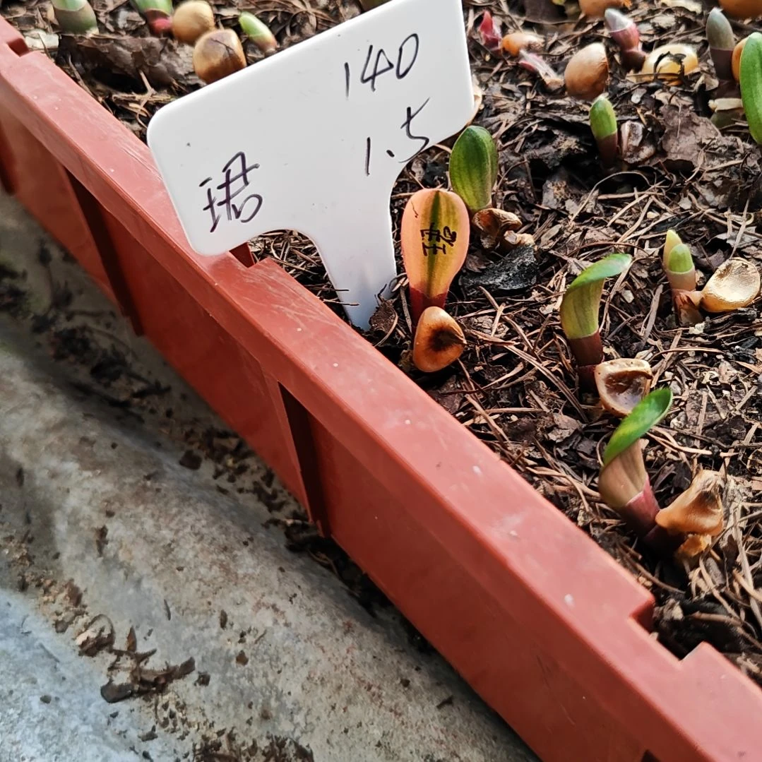 完全开放君子兰精品血彩