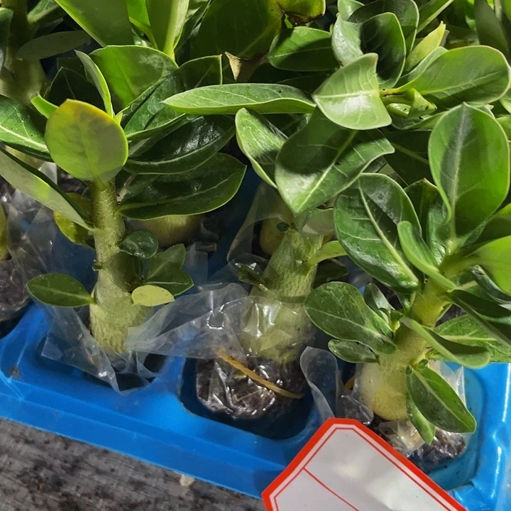 沙漠玫瑰带土发货