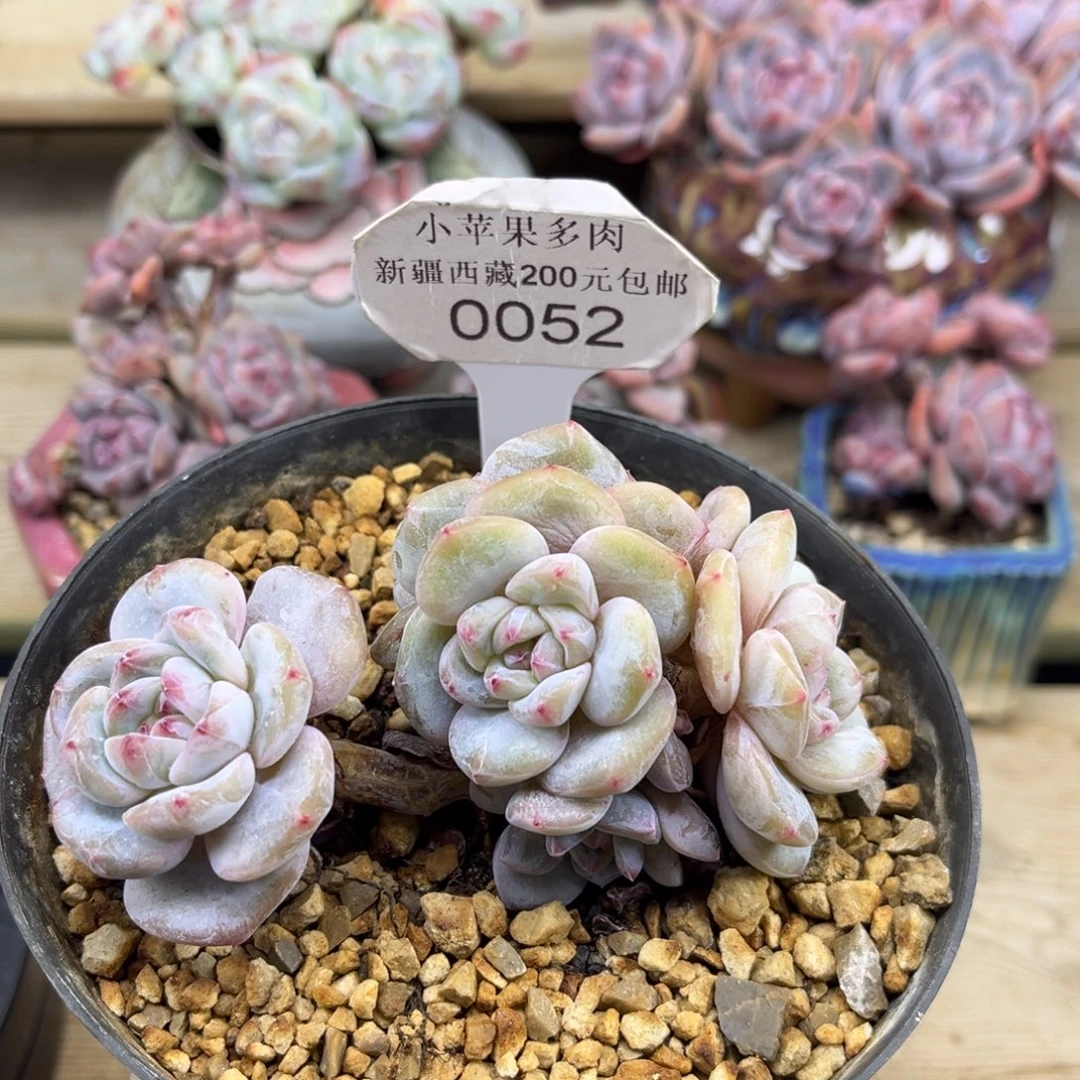 黄底紫心052/11cm5头