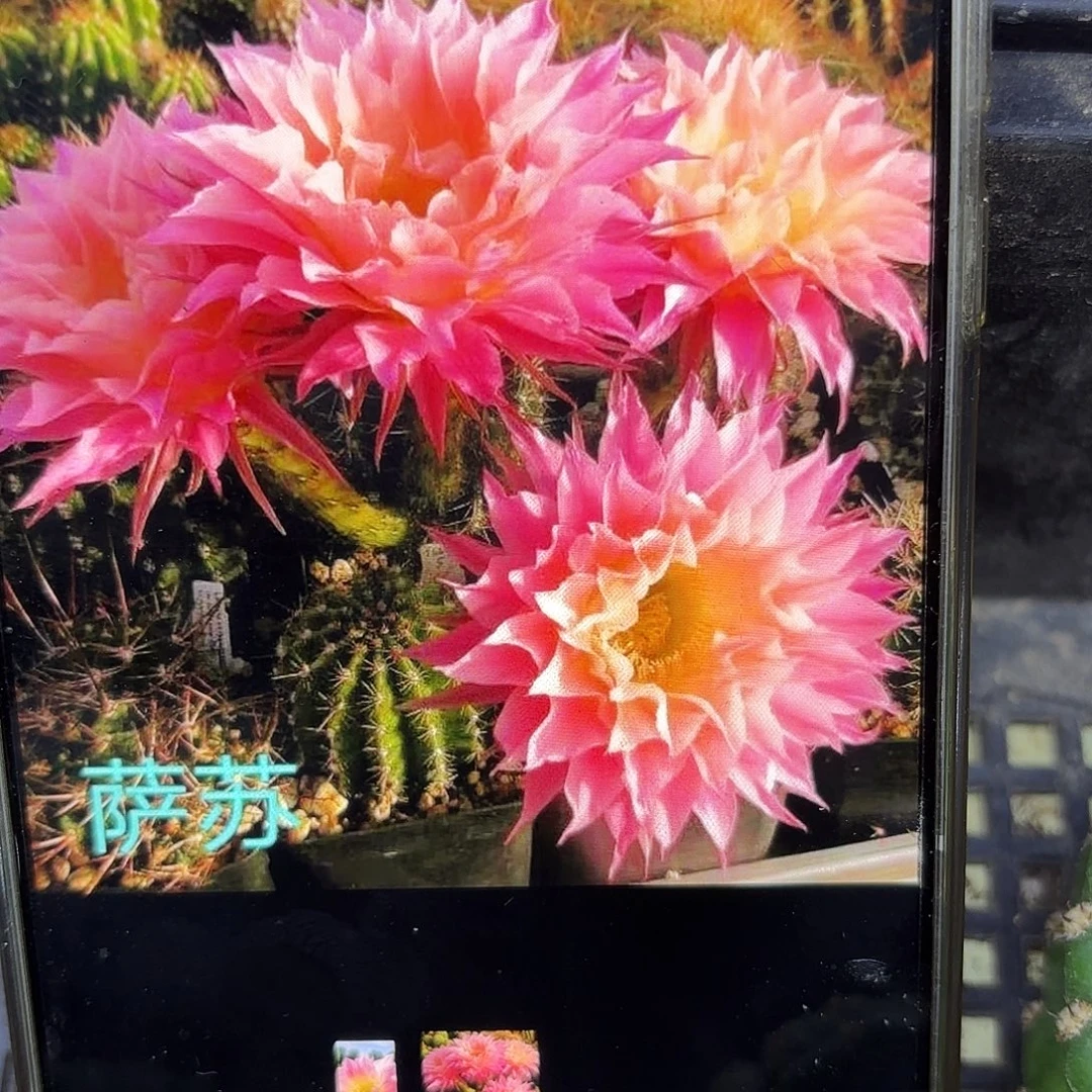 萨苏彩5公分侧牙20包邮24