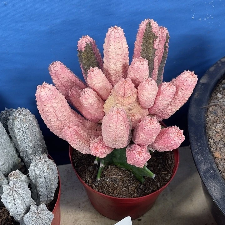 仙人球开花仙人球上
