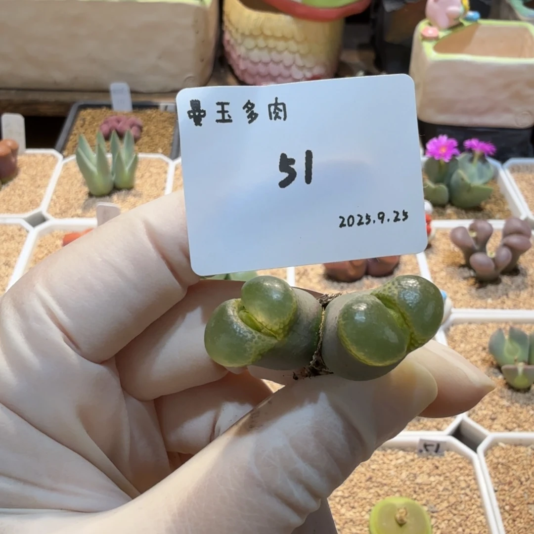 一***晴多肉多肉多肉9.25-051 香蕉1810.1