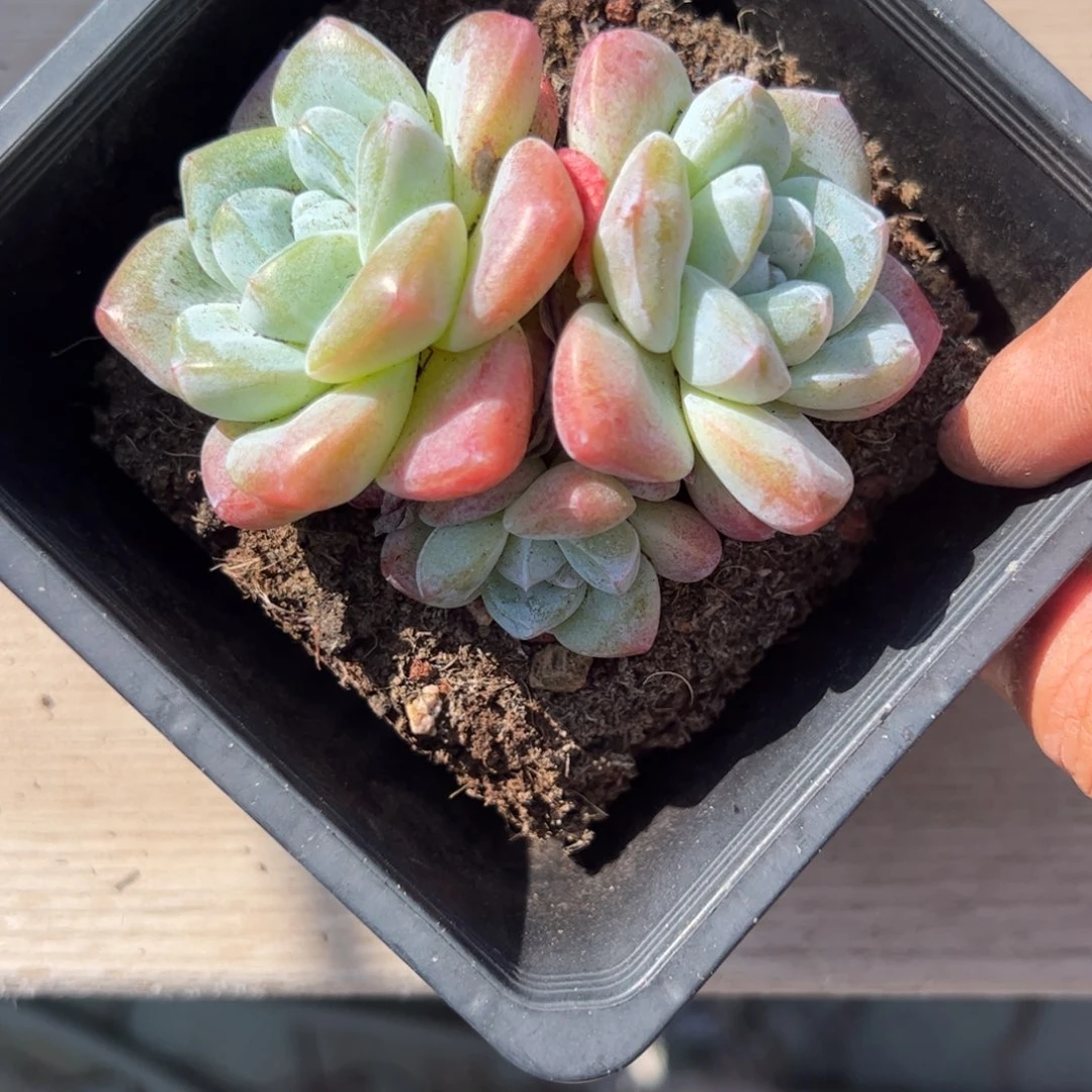 虎***妈群生冰玉多肉植物精品
