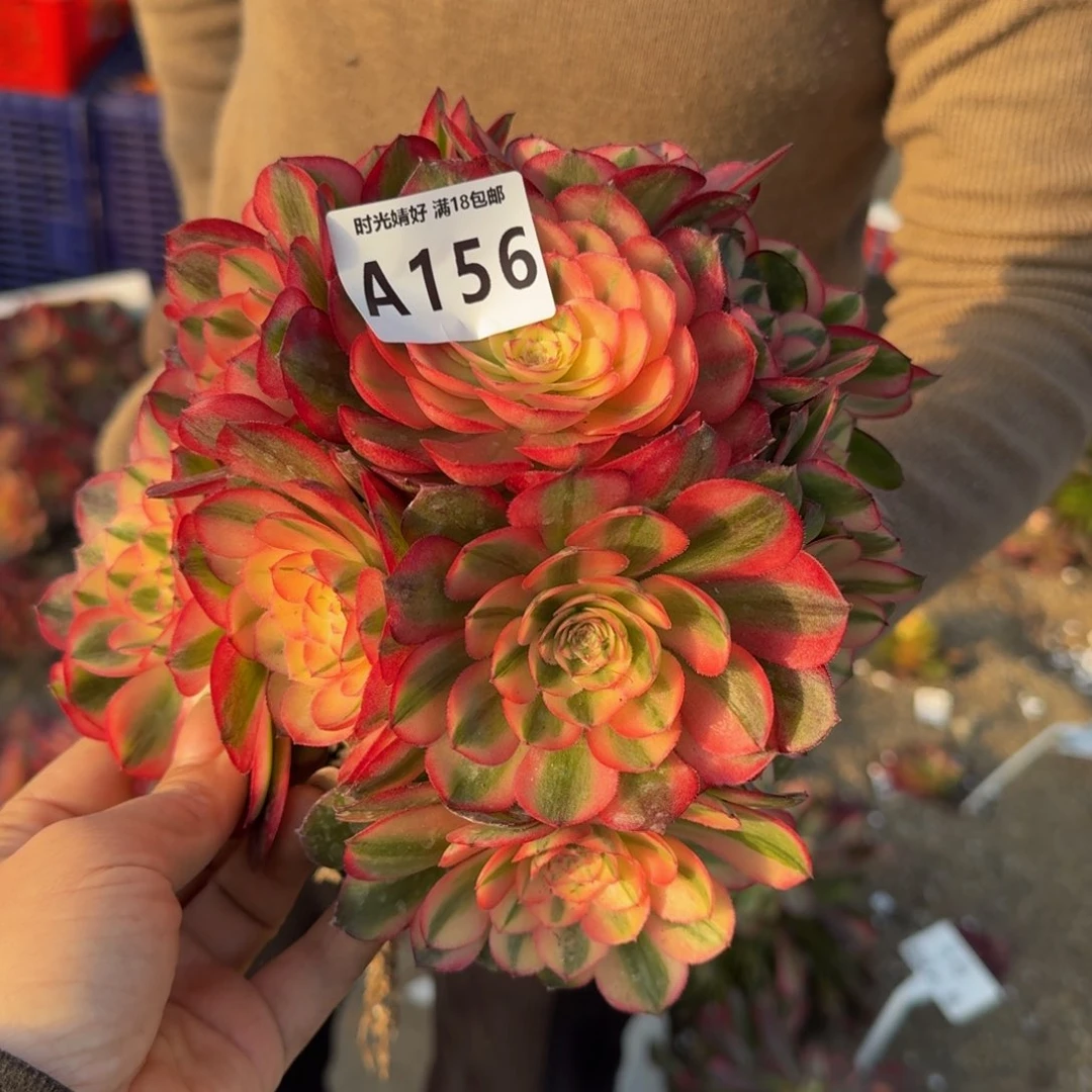 156荔枝。多肉植物