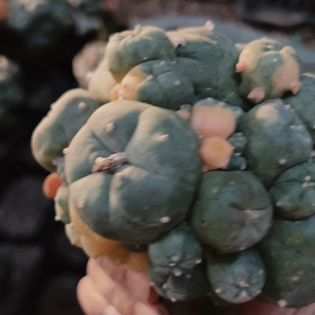 【闪购商品】3075无根