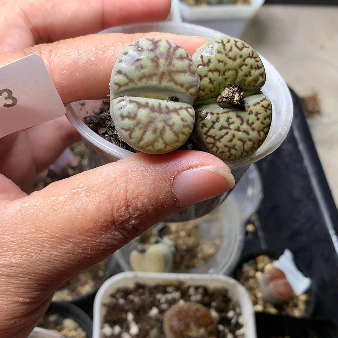 E63多肉植物保护研究所