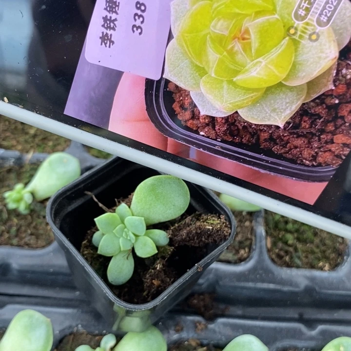 甜心338芽苗一个多肉大点的