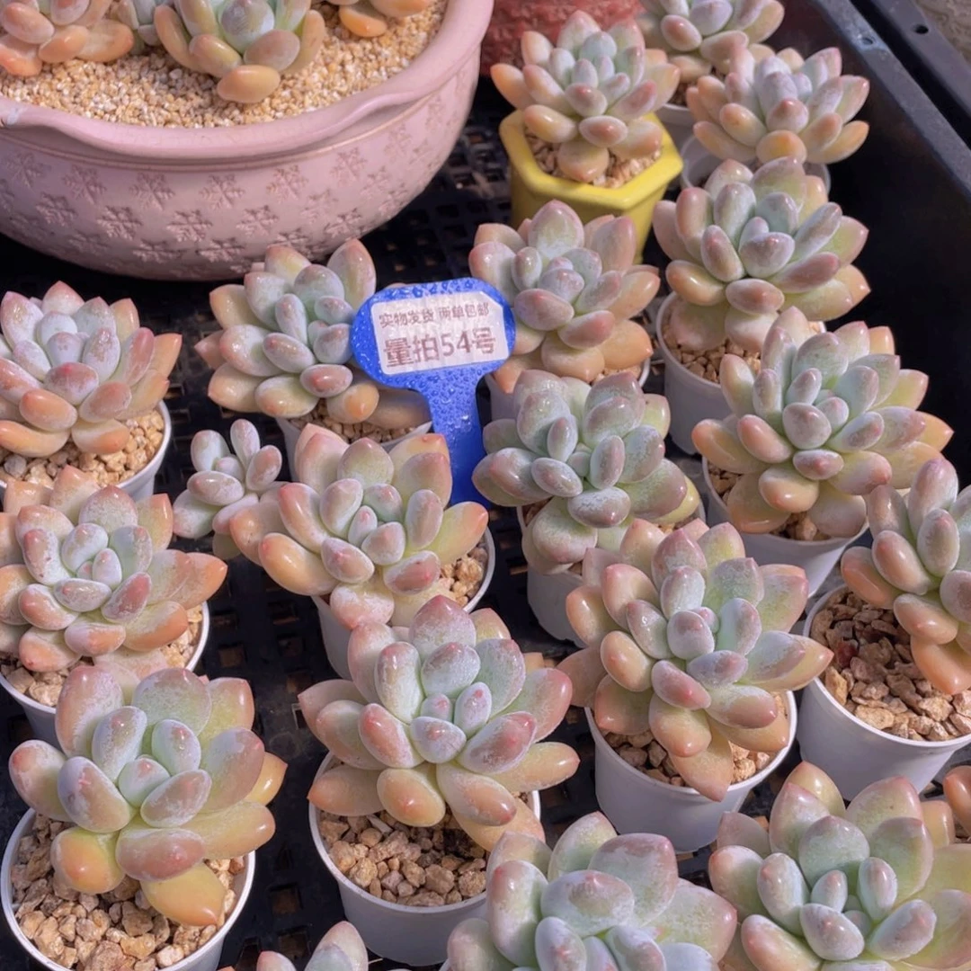 量拍54号 果冻奶油粉香水单头5个