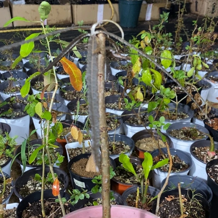 c***姐艾朗带盆土发货植物