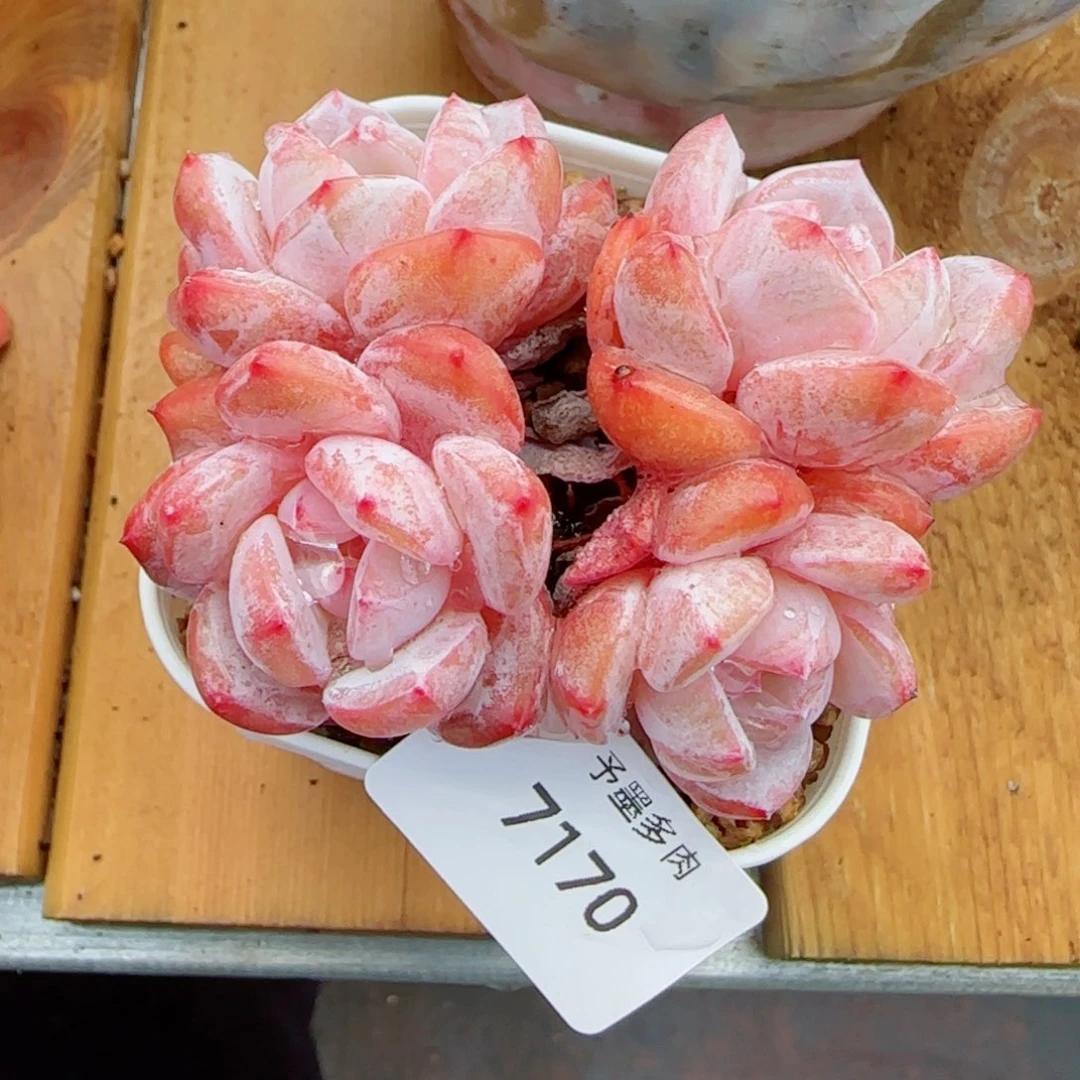 丸叶雪之魄，7170多肉植物