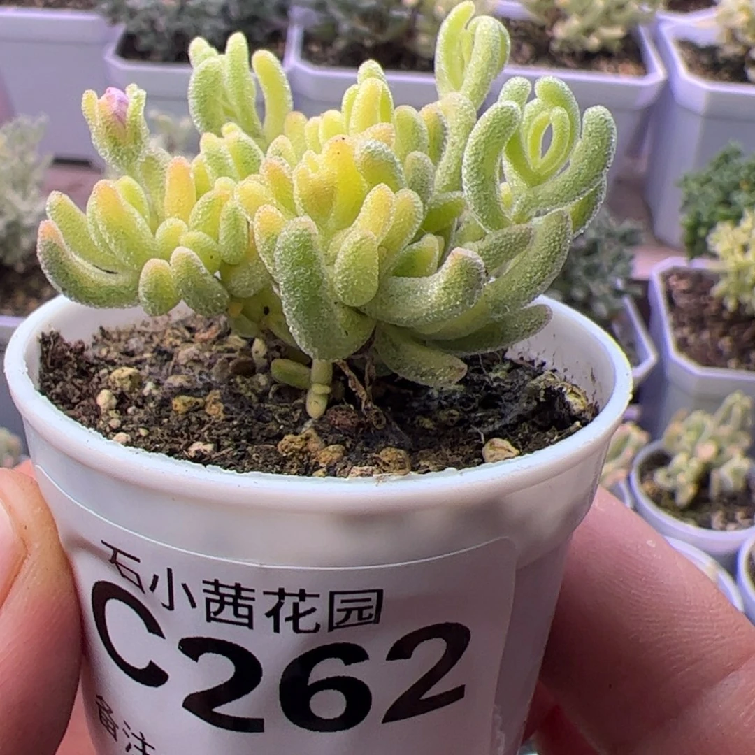 多肉植物枝干不知名