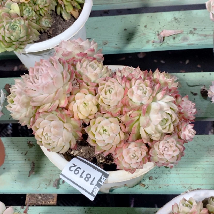 【闪购商品】荳*多肉珍妮18192