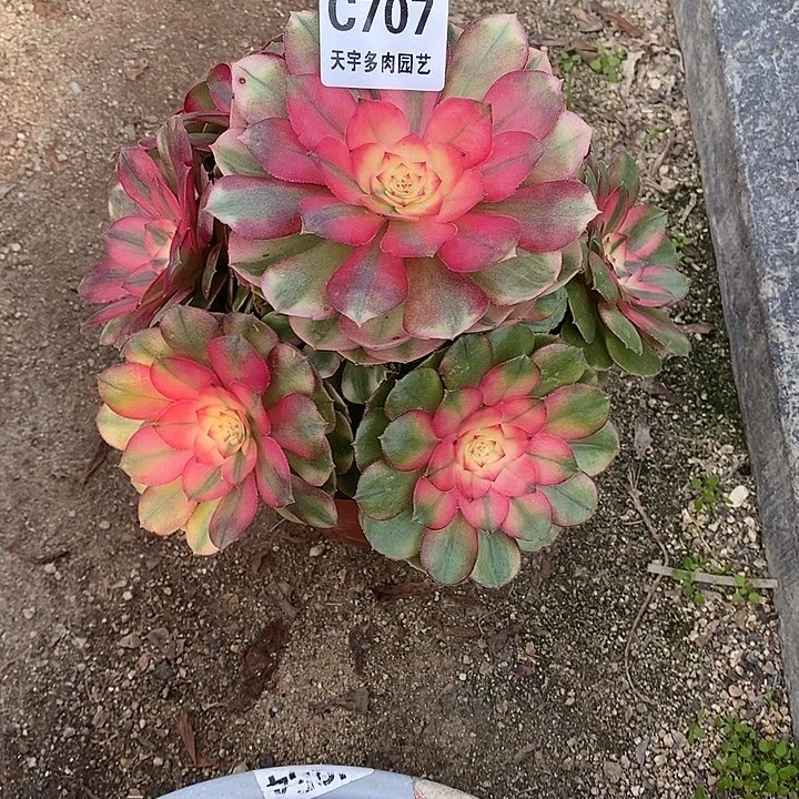 多肉植物荔枝707多肉