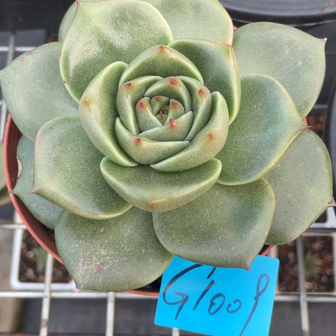 静***，多肉植物多肉植物1009