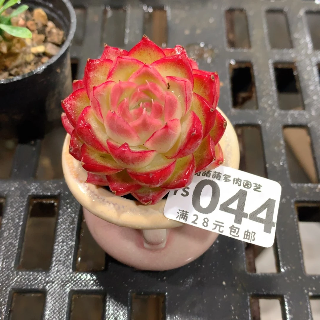 肉萌萌拇指盆精控多肉YS044