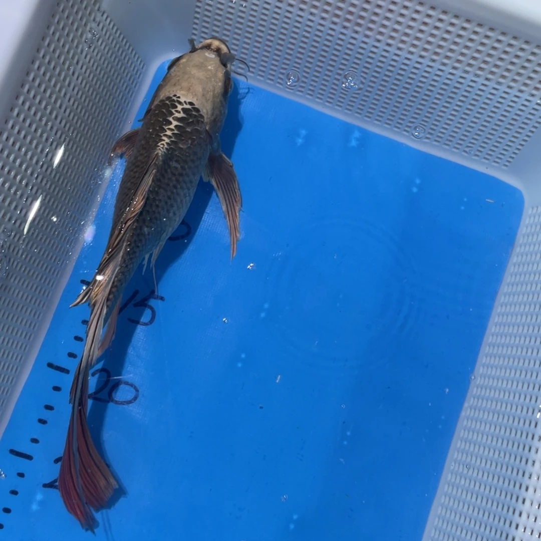 锦鲤蝴蝶锦鲤包邮包邮