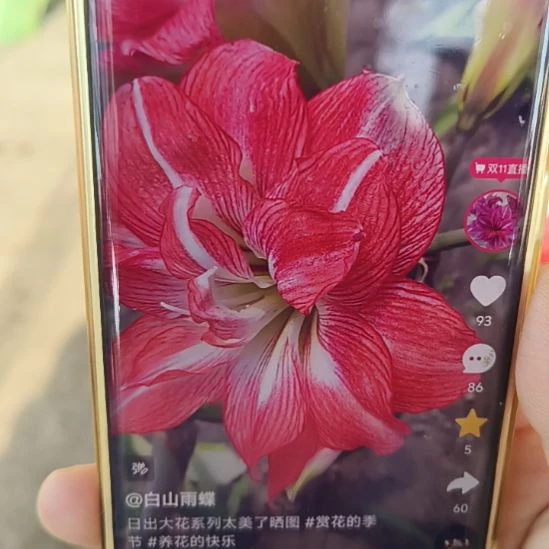 完全开放日出4-5带侧俩