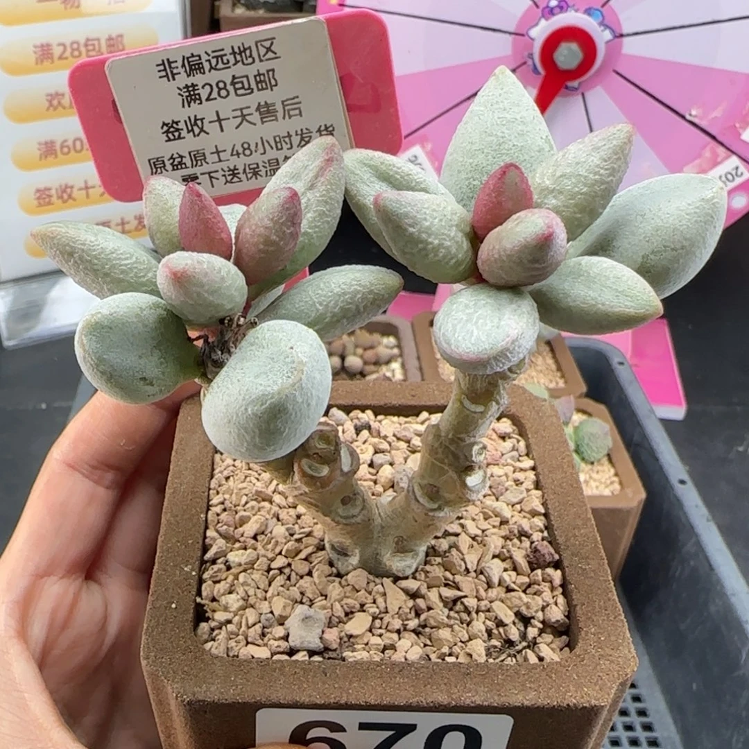 670白糖豆多肉植物