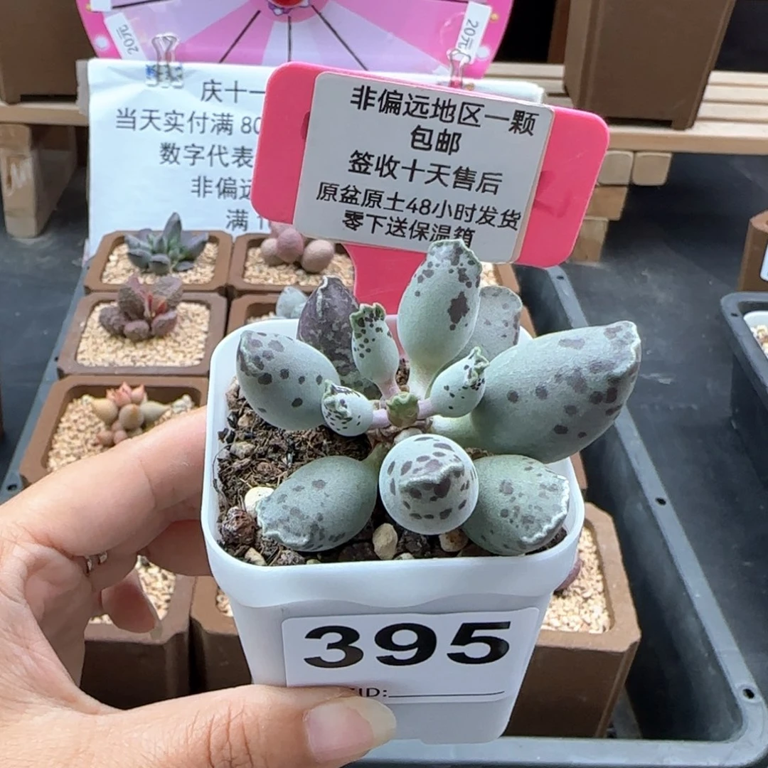 395白肌海报多肉植物