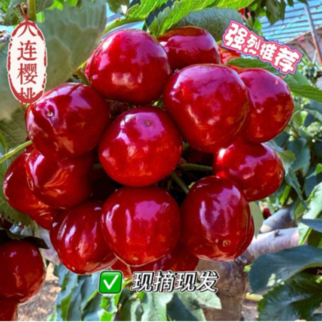 自家果园 现摘大连美早樱桃1J-5J顺丰空运包邮2-5斤  内附果径卡