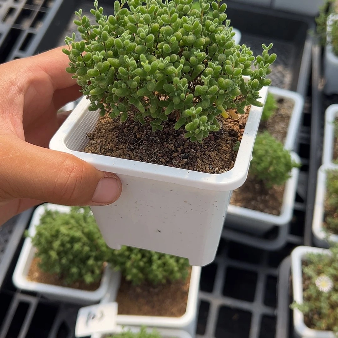 6.30精选密橘1盆多肉植物