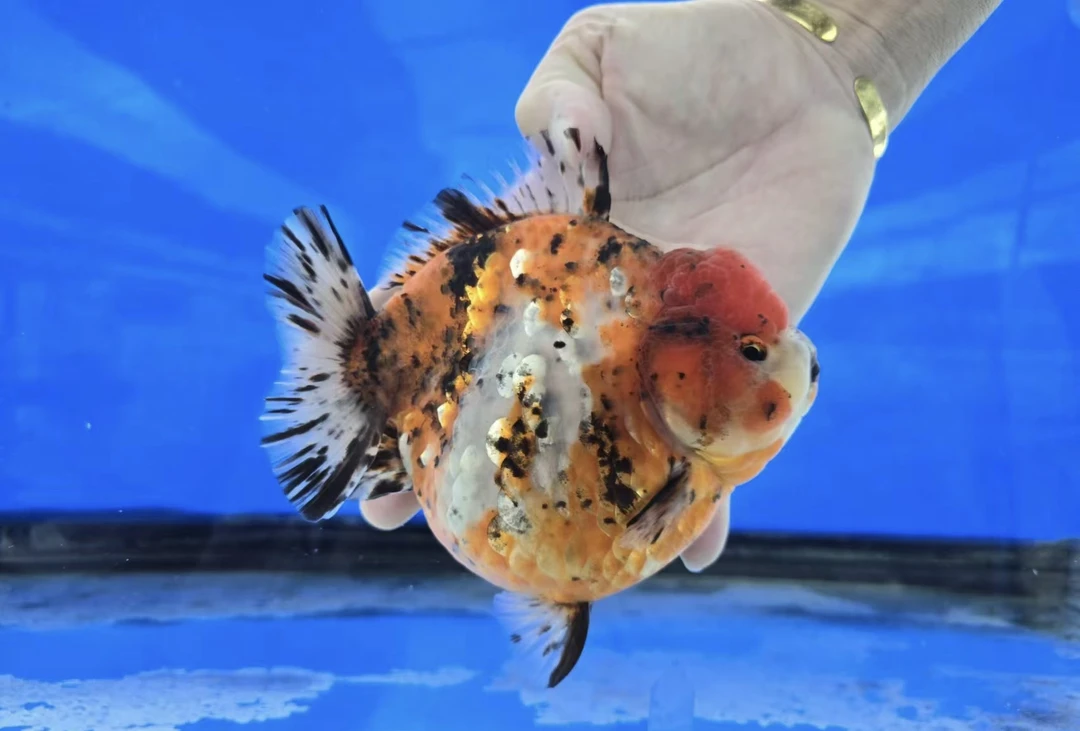 shogun将军压成 运费到付 包活到家