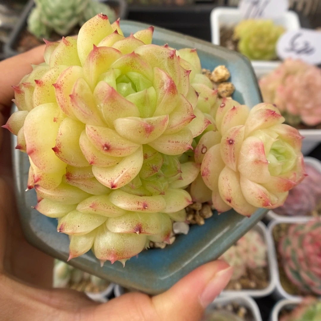 蜜蜡麦秆群生584号