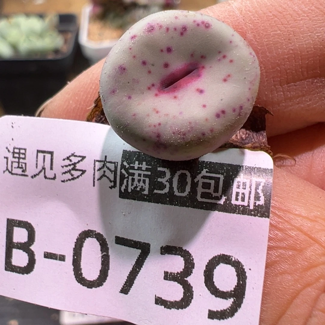 多肉植物11111111111