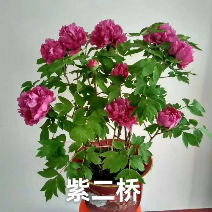 年宵花老盆紫二桥牡丹