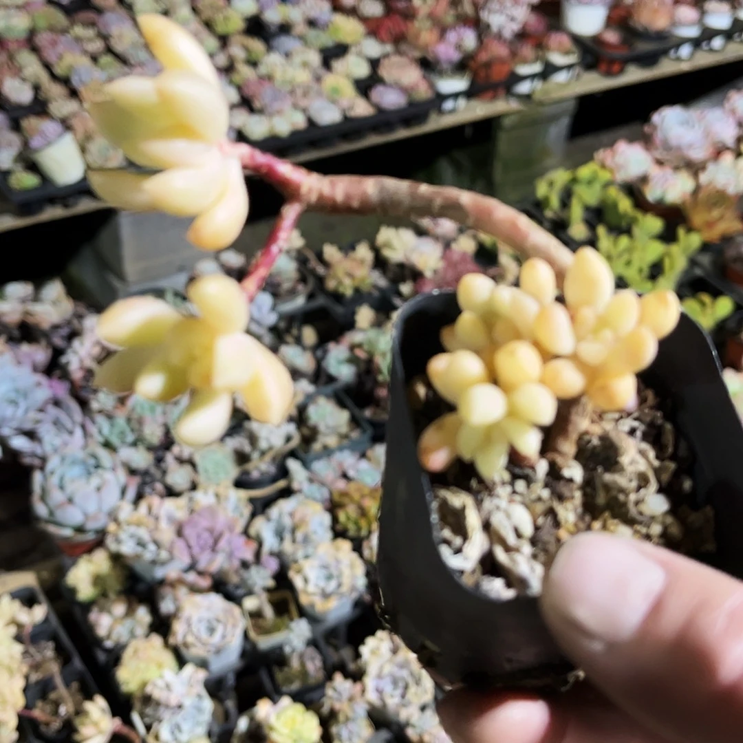 巧***心92多肉植物提取萃取剂系列