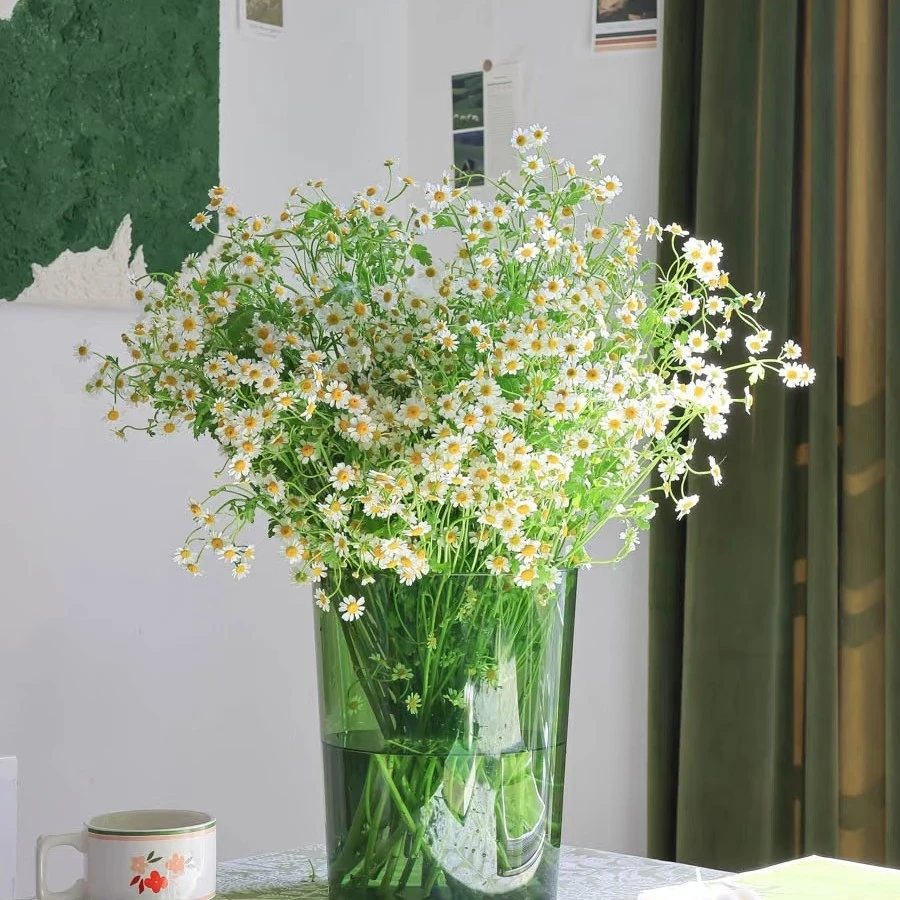 顺丰京东包邮，5支A级。优质精选洋甘菊，同品质买贵包退，一单也包邮。