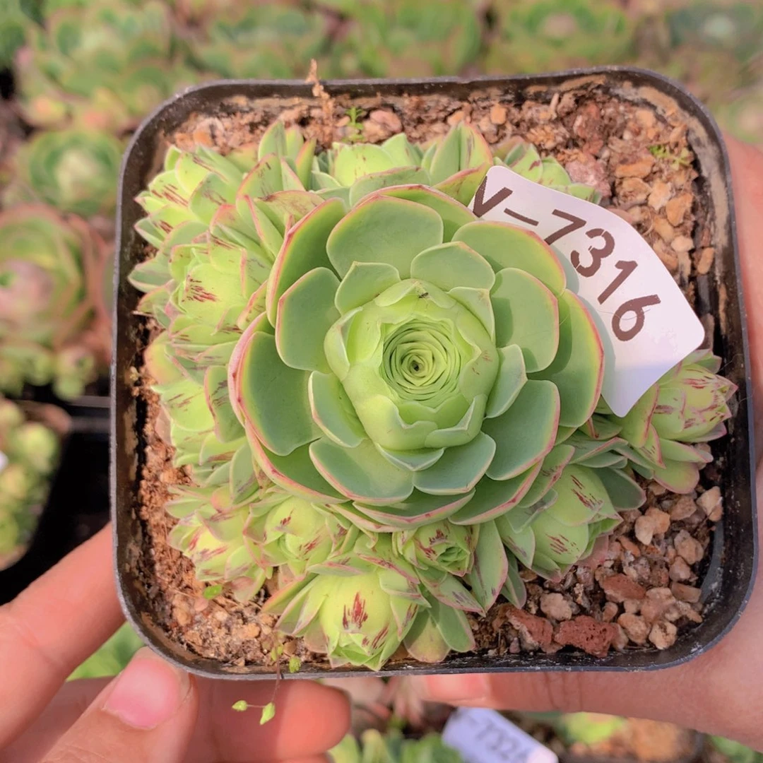 7316会掉侧芽水蜜桃