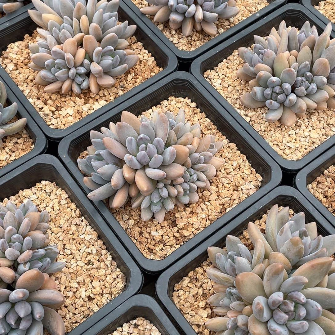 黑加仑美人精控群14厘米可挑