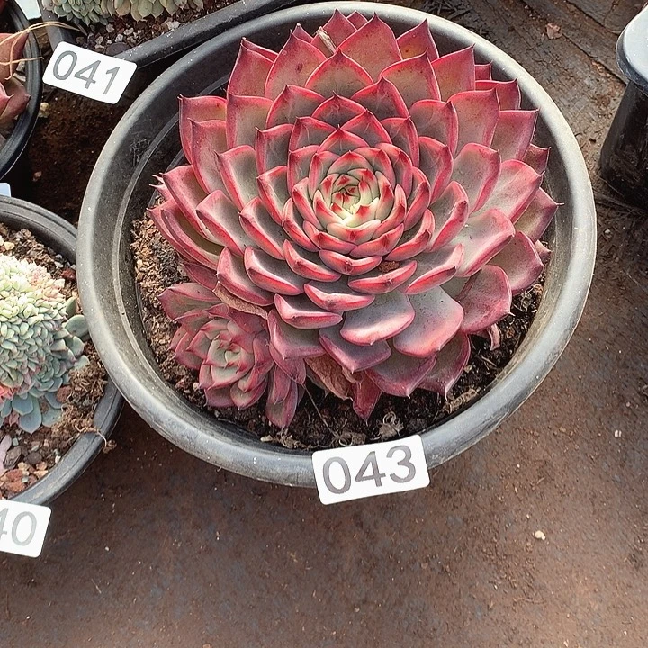 043篝火 一物一拍多肉