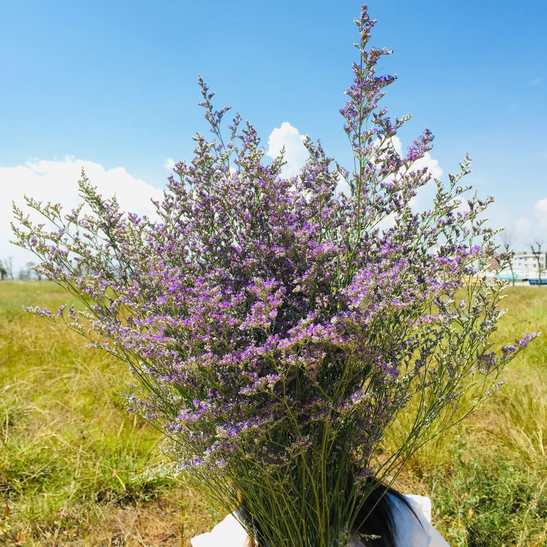 情人草鲜花染色配草真花束长杆可久放插花材料满天星论斤批发