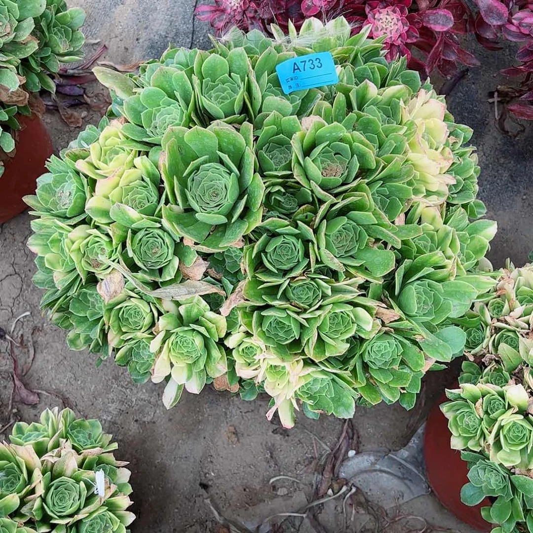 晏*多肉植物琉璃733