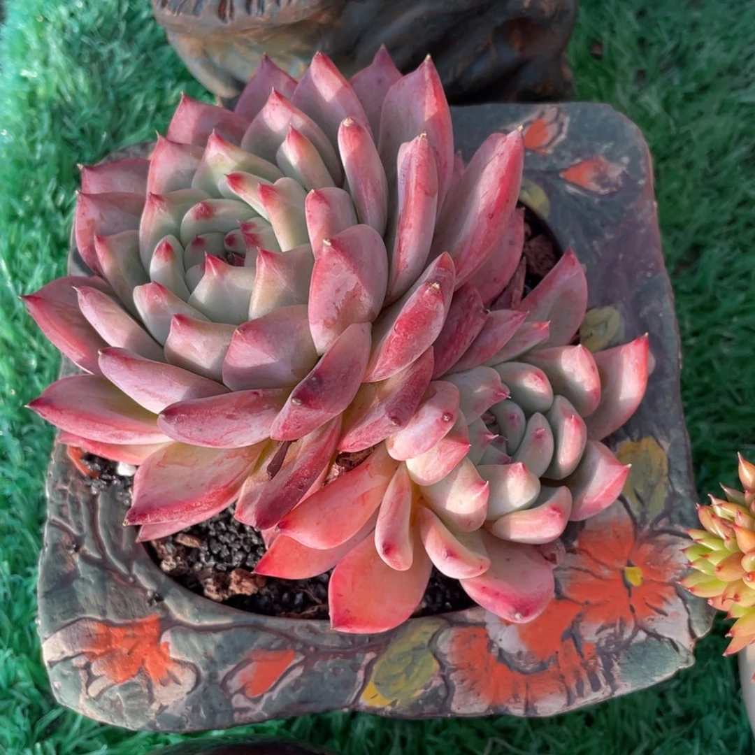 卡罗拉多肉植物盆栽多肉