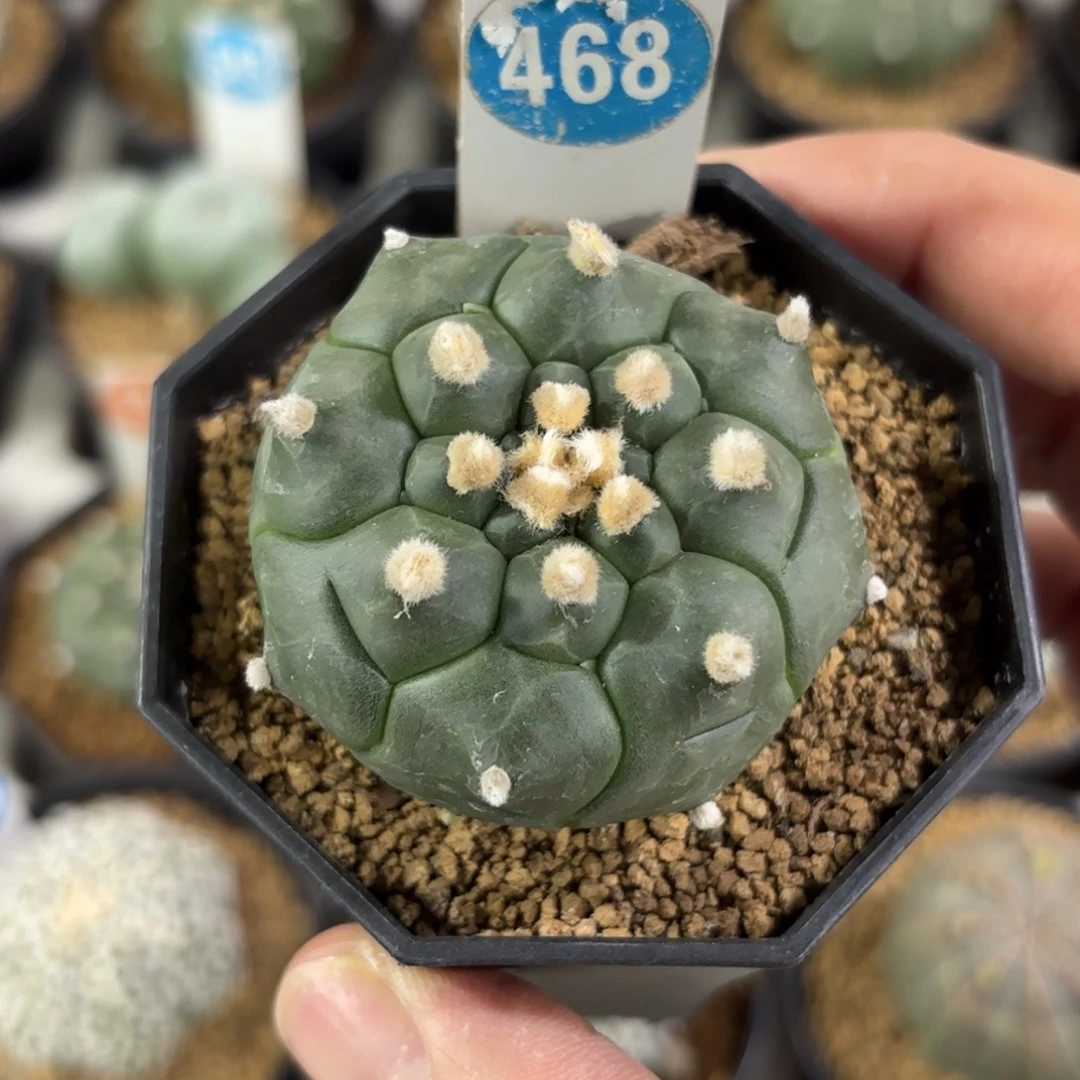 468实生龟甲兜带盆带土发货