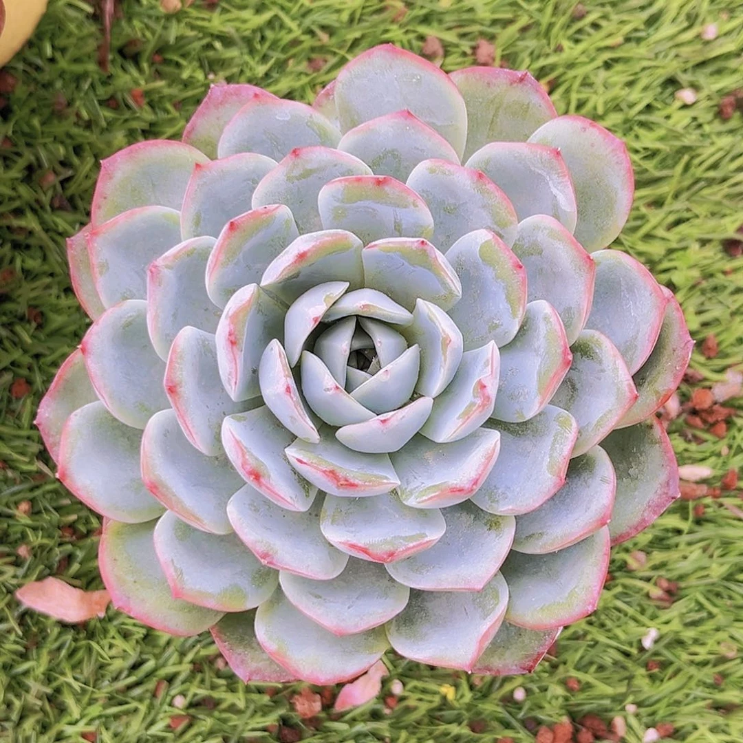 35号80989899999999999