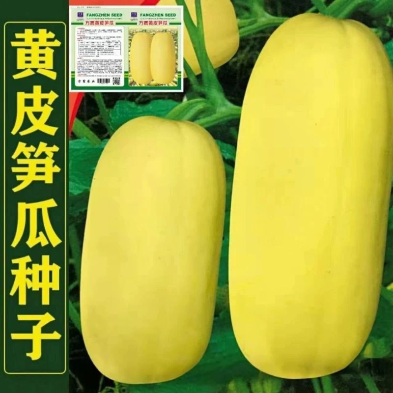 一串铃笋瓜种子老品种好吃包饺孑四季早熟高产细腻大黄面瓜种子